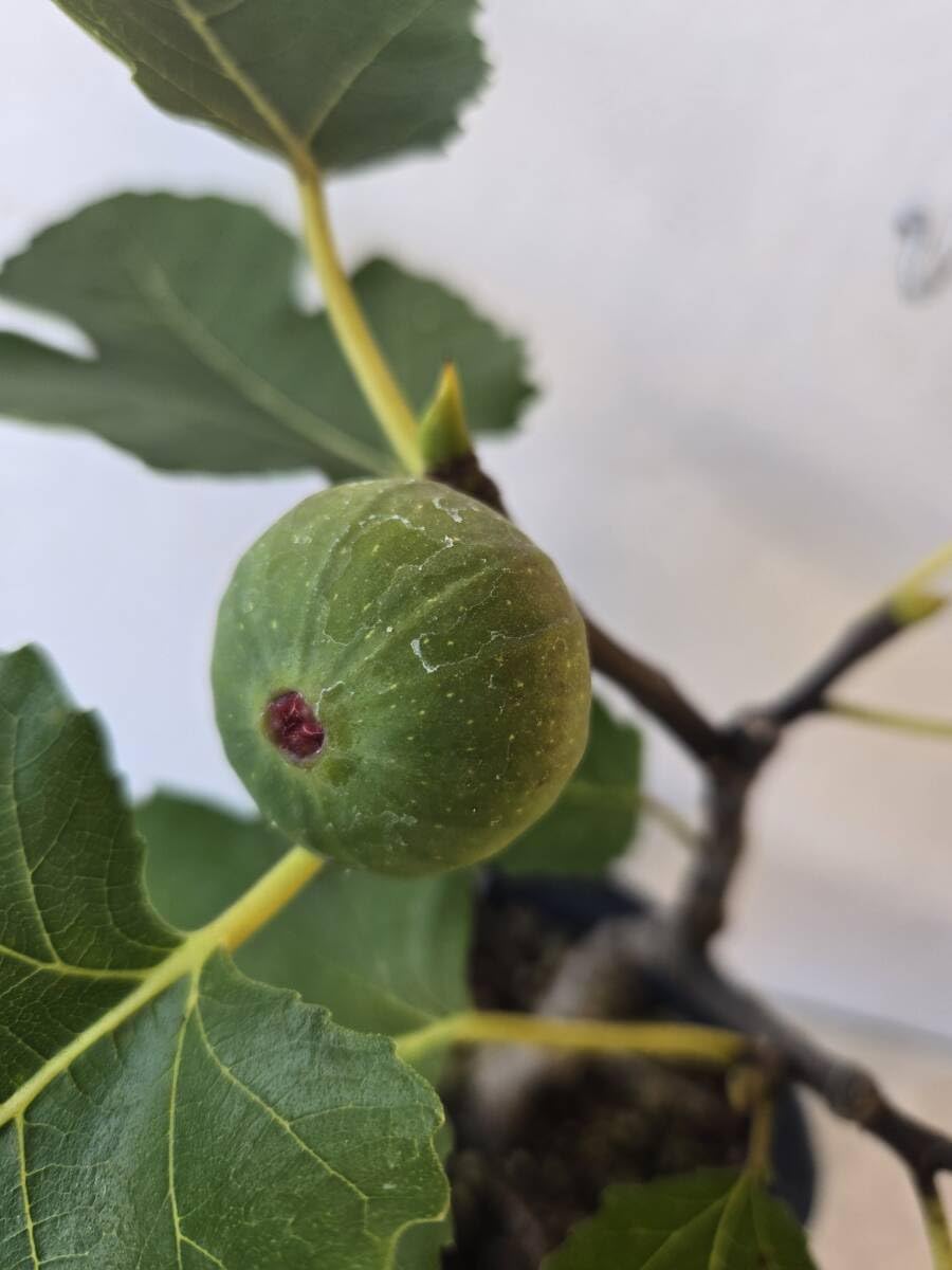 イチジク（蓬莱柿）実付苗：現品 イチジク・蓬莱柿(日本種)苗 | 自然生活 イチジク（蓬莱柿）実付苗：現品